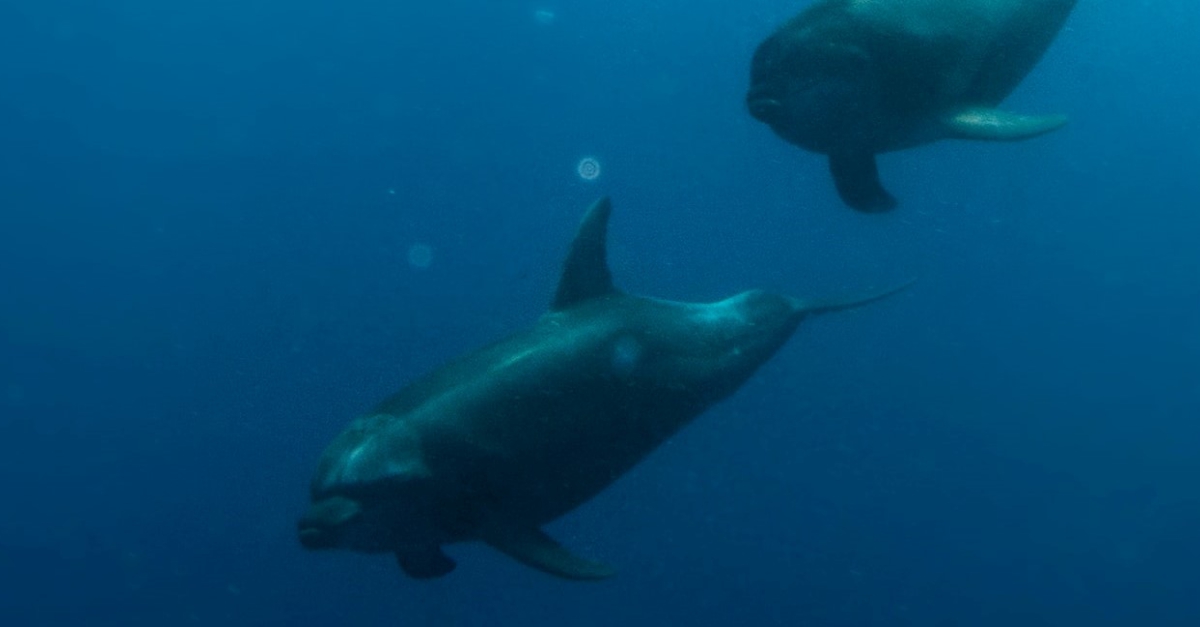 Underwater Noise In The Marine Environment Jpi Oceans Underwater Noise In The Marine Environment Jpi Oceans